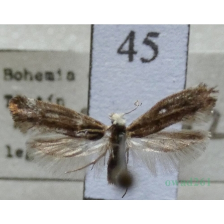 Swammerdamia pyrella (Villers, 1789) Czech45